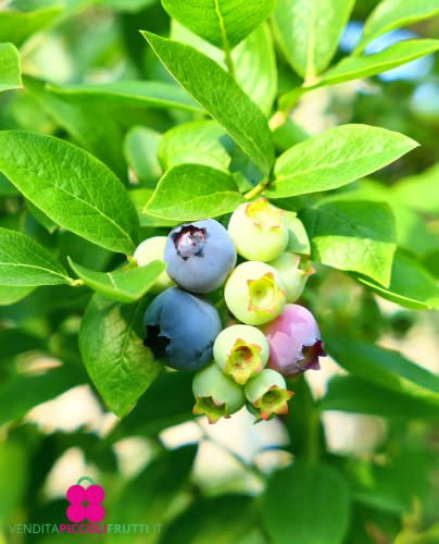 Plante de myrtille américaine à fruits géant 'Bluecrop' Tardivo en pot Ø 14 cm H 40/50 cm