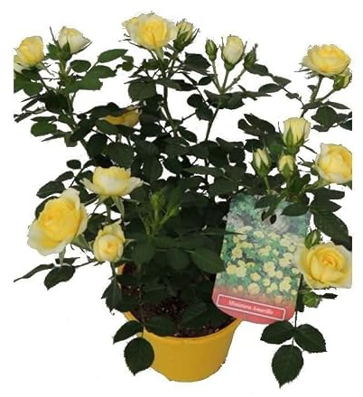 DECOALIVE Rosal Perfumado Flores Amarillas Rosal Grandiflora Flor Color Amarillo