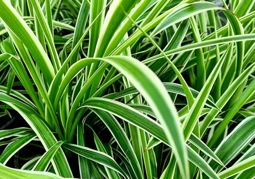 Grünlilie als Katzengras - fertig gewachsen - 3er Paket