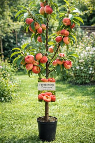 Plattpersika Platycarpa – Prunus persica | platt persikoträd 100–140 cm | vinterhårt fruktträd för trädgård och terrass | Söta aromatiska frukter | Lättskött