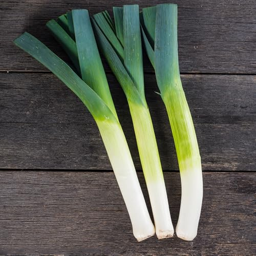 semi di porro biologico - resistenti perenni balcone cucina 200pcs