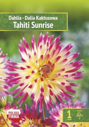AGRONOM | DAHLIEN - TAHITI SUNRISE | Mehrjährige Blumenzwiebeln | Eine Mixtur Blumen | Werden in Blumengärten, Töpfen angebaut, in blühenden Rasenflächen | 1 Blumenzwiebeln
