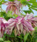 BALDUR Garten Clematis 'Pink Surprise®', im 2-Liter Topf,1 Pflanze, mehrjährig & winterhart, pflegeleicht, bienenfreundlich, reichblühend, klettert & blüht am Spalier, Zaun & Obelisk, gefüllte Blüten