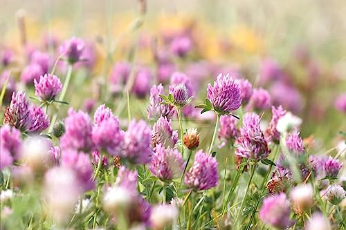 20000+ rosa Di Trifoglio, non OGM, varietà autoctona a impollinazione libera, per prato, copertura del terreno