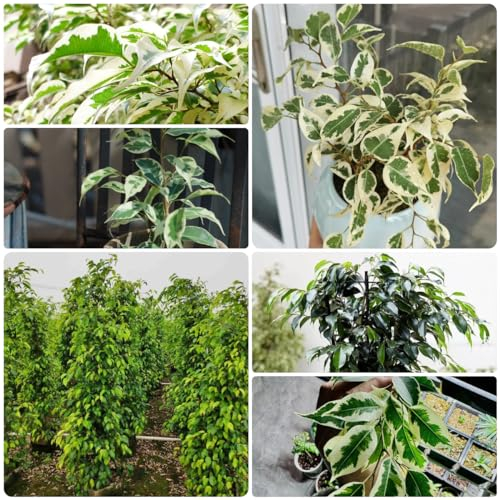 10 pcs birkenfeige samen - Ficus benjamina - bonsai baum, samen zimmerpflanzen birkenfeige zimmerpflanze winterharte stauden für pralle sonne, geschenk gartenliebhaber seed, saatgut