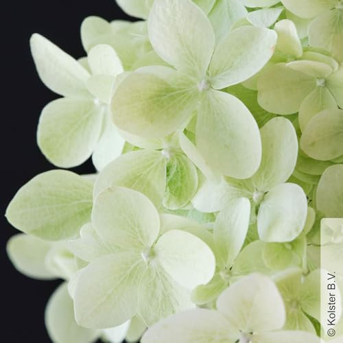 Rispenhortensie 'Magical® Candle', Hydrangea paniculata, weiß, Topf 5 Liter