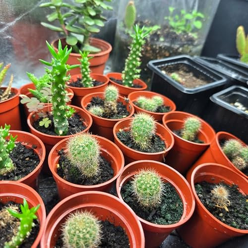 Hand-crafted Premium Carnivorous Plant Soil repotting mix Mix - Ideal for venus fly traps, pichers and other insect eating Plants - Available in 1L, 2L, 3L, 5L, (3lt)