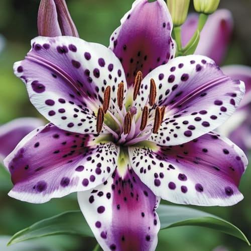 Rizoma de Hemerocallis perenne- Azucenas Daylily rizoma- Decuado para plantar al aire libre- Diseño de paisaje- Floración duradera-g-8 Rizomas