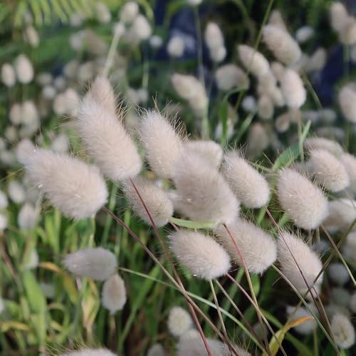 semillas de cola de liebre - orgánicas, arbustos resistentes, silvestres perennes de ornamental, Jardín 300pcs