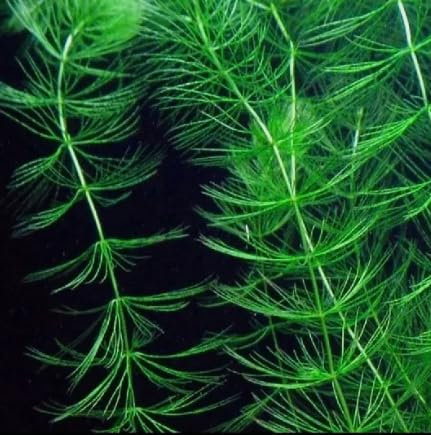 Hornwort for Pond Aquarium Fish Tank Beautiful OXYGENATING Plant Weed Shrimp (3)