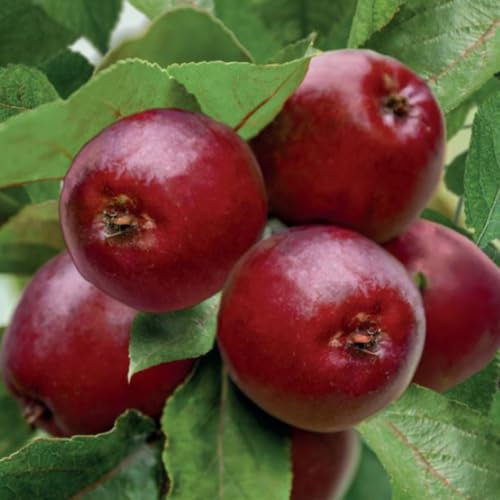 Crab Apple 'Maypole Column' – Pink Blooms & Maroon Fruits – Ideal for Small Spaces, Patios, Terraces & Fruit Gardens – Self-Fertile, Perfect for Jelly & Cider, 1 x 18cm Pot by Thompson and Morgan