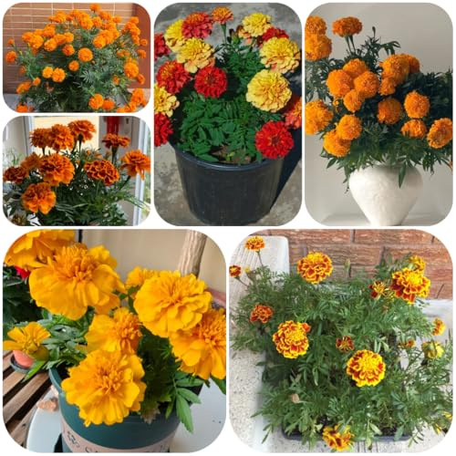 semi di tagetes, tagete resistenti per il giardino, calendula da giardino, appartamento di perenni resistenti 400pcs