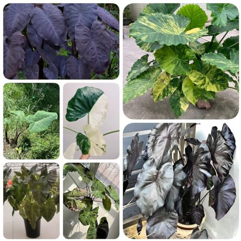 50 pcs Riesen Elefantenohr Samen seltene pflanzen samen, indoor plants Colocasia Gigantea, Leucocasia gigantea, zimmerpflanzen saat gartenpflanzen dekopflanzen bonsai kaufen pflanztöpfe