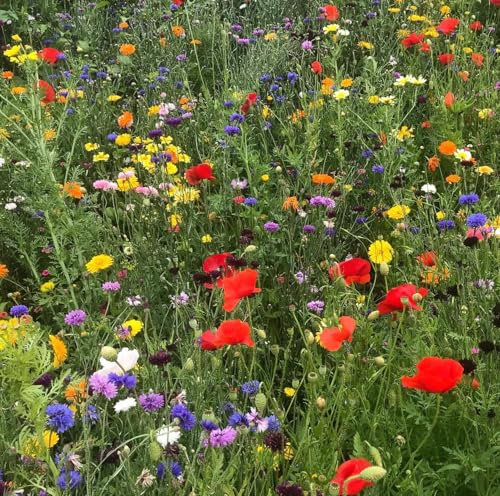 Kaleidoscope Wildflower Seed Mix 100% 50g (Covers 25 sq m) s/l HC5 SLMH