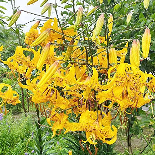 lirios bulbos resistentes perennes, raras regalos de jardineros 8pcs