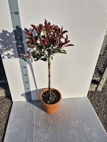Fotinia Photinia x Fraseri Red Robin - Pianta ad alberello - Vivai Giulian Giovani Piante