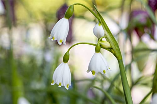 Leucojum aestivum 11x11 cm Topf – Winterhart, Mehrjährig, Pflegeleicht – Sommer-Knotenblume – Zwiebelpflanze für Beet & Teichrand