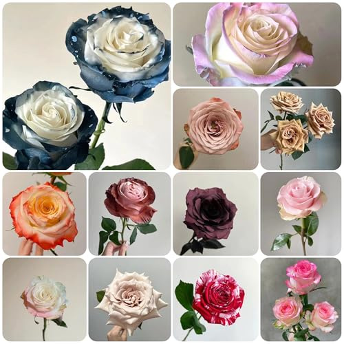 semi di rose - pascolo tappezzanti resistenti campo perenni 300pcs