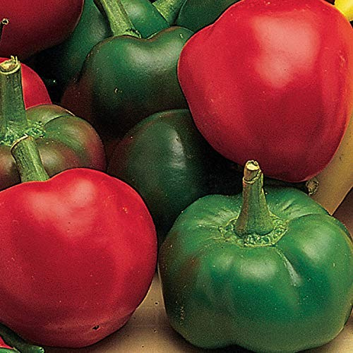 Burpee Large Cherry Hot Pepper Seeds – Hot Red Cherry Pepper Seeds for Home Garden Growing, 150 Seeds