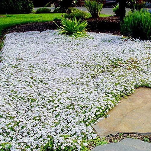 Ultrey Seed House - Fragrance Long Haired Mountain Thyme Seeds Sand Thyme Creeping Carpets Groundcover Perennial Flowers Stonecrop Seed Hardy Perennial