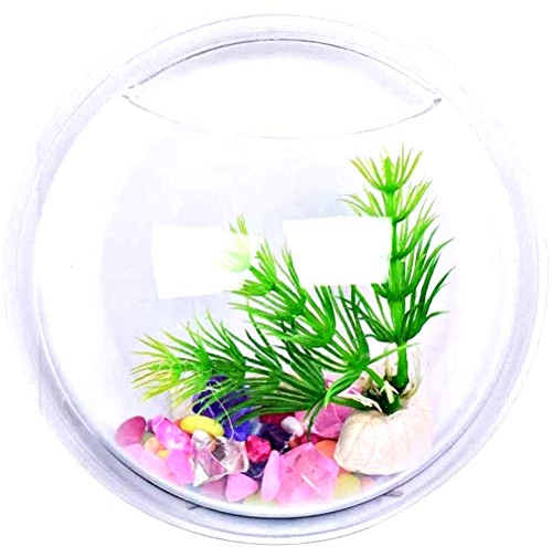 Acquario da muro 15 cm pesci vetro vaso design parete piante idroponiche visto in tv idea regalo originale qualità elegante