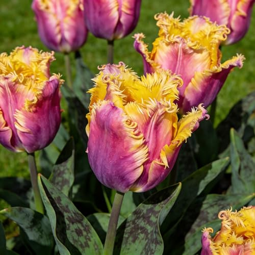 bulbos de tulipán - jardín de decoración sala estar invernaderos balcón balcón jardín interior Cobertura resistente exterior decoraciones 20pcs
