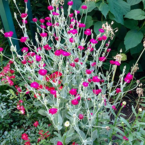 Rote Vexiernelke, Lychnis coronaria 100 Samen