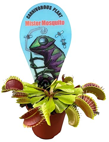 ZynesFlora Mini Dionaea Vénus Attrape-mouche en pot Ø 6 cm Plante carnivore - Hauteur : 5-8 cm - Plante d'intérieur et d'extérieur Plante de marais