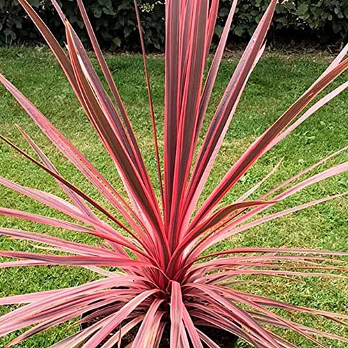 Vivai le Georgiche - Pianta vera di Cordyline australis Charlie Boy (da esterno) Cordyline 'Ric01' Cordiline, Palma cavolo 'Charlie Boy' - vaso Ø 19 cm - altezza alla vendita 40-60 cm