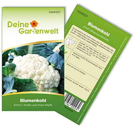 Blumenkohl Erfurt Samen - Brassica oleracea - Blumenkohlsamen - Gemüsesamen - Saatgut für 80 Pflanzen