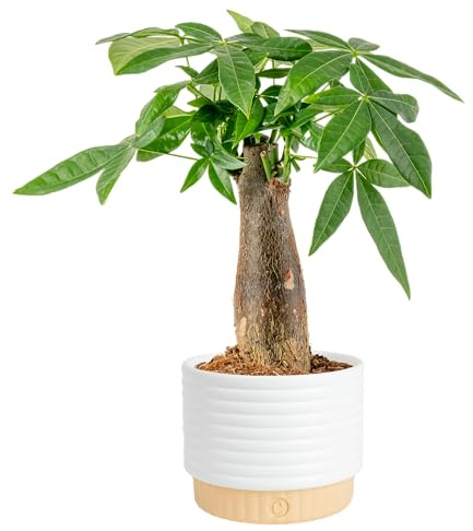 Costa Farms Money Tree Live Indoor Plant, 10 Inches Tall, Pachira Aquatica Bonsai-Style Real Plant, Pet-Friendly Real Houseplant in Decorative Pot, Desk or Office Decor Gift