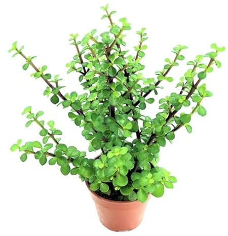 Árbol del Dinero | DECOALIVE | Portulacaria Afra | Planta Suculenta | Planta de la Abundancia y de la Suerte