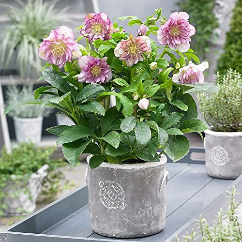 Christrosen Pflanzen Winterhart(Helleborus Thibetanus),Blumensamen,80stüCk Helleborus Saatgut Bonsai Zimmerpflanzen Balkonpflanzen Winterhart(Rosa)