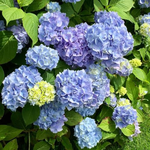 Hydrangea macrophylla ‘Early Blue’ - Hardy Shrub - Large Blue Flowering - Ideal for Borders & Patio Pot Displays - Easy to Grow Your Own - Cottage Garden - 1x 9cm Pot by Thompson and Morgan (1)
