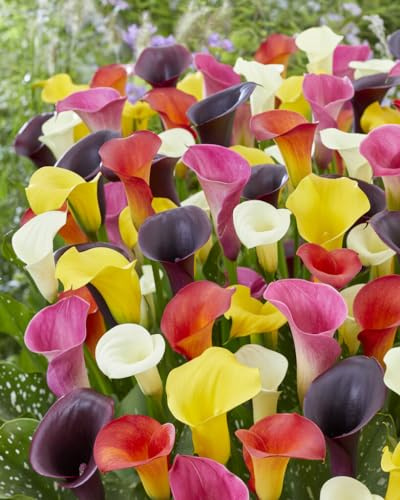 Calla Lily Bulbs for Planting (12 Bulbs) - Mixed Color - Big Healthy Bulbs for Growing