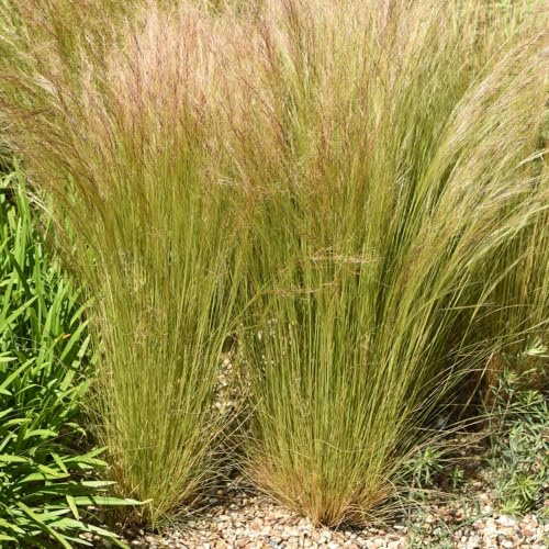 Stipa tenuissima (Mexican Feather Grass) - Hardy Perennial Ornamental Grass with Wispy Texture & Silvery Flowerheads - Ideal for Borders & Containers – 2X 2 Litre Potted Plant by Thompson & Morgan