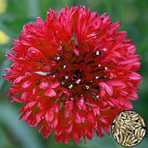 Welldales 50 Rosy Red Cornflower Seeds Centaurea Cyanus UK Garden Bouquet Vase Wild Flowers