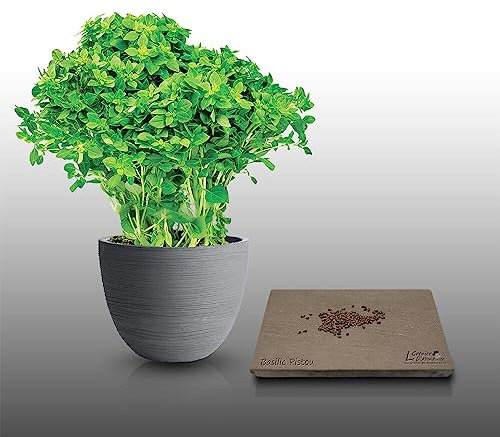 100 graines d'Aromatiques à semer - Le Grenier d'Abondance - BASILIC Pistou - Ocimum basilicum purpurascens