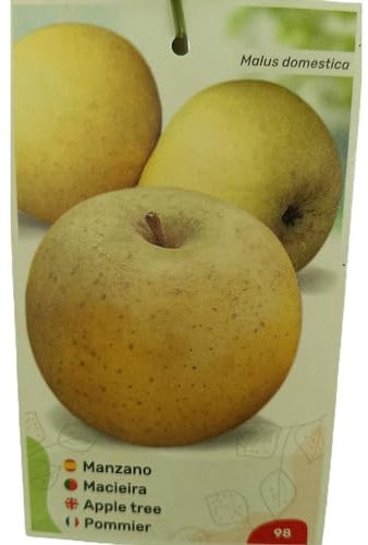 MANZANO REINETA | Maceta 25CM | Planta de Exterior | Fácil Cuidado | Manzana | Sabor Premium | Delicia Frutal | Exquisito Sabor