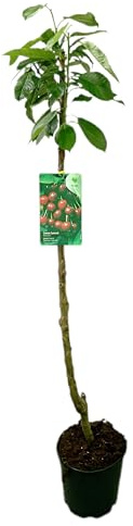 Garden Center Shop | Cerezo Summit M25 | Árbol Frutal Natural de Cereza | Fruto Grande, Dulce y Jugoso | Planta Exterior para Huerto o Jardín