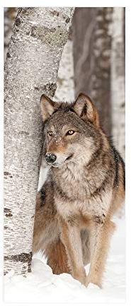 HYZSM Türtapete Selbstklebend 3D PVC wasserdichte Abnehmbare,Türaufkleber für Tür Deko Wohnzimmer/Schlafzimmer/Küche/Bad, Türposter-Wolf 77x200CM