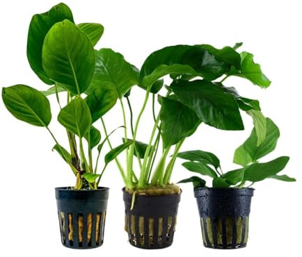 AquaOne Plantas de Acuario I 3 x Anubias Plantas Acuáticas I Piscina Perca Plantas de Acuario I Anubias caladiifolia angustifolia barteri Nana I Juego de cuenca Anubias