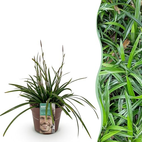Prydnadsgräs - Carex morrowii Irish Green - Grön & Gul - Vintergrön - Härdig - 40-50cm - Ø17cm - Trädgårdsväxt