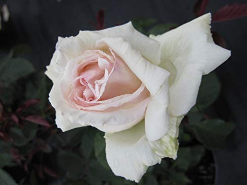 Edelrose Poker® - Rosa Poker® - Teehybride & Duftrose der Provence - weiß-rosa - Duft++++ - Meilland-Rose