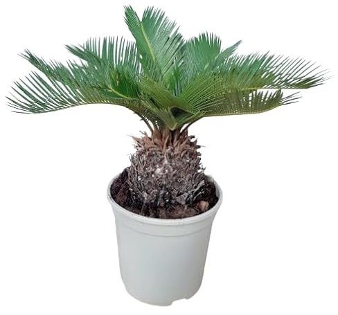 Cycas Revoluta Palmera Natural y de Poco Mantenimiento