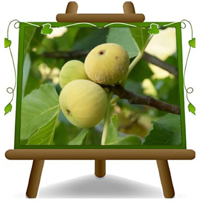 Paradis figue Figuier autofertile Fruits anciens Arbre fruitier Hauteur: 180~200 cm Âge: 4 années Pot: 26 cm