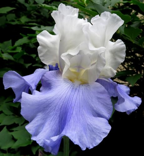 Bulbos de Iris, Variedad Exótica y Muy Rara-10 Bulbos