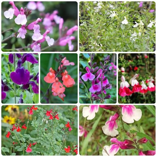 salbei heilkräuter nachhaltige geschenke salbeisamen balkonblumen für sonnige plätze wildkräuter blumenwiese luftreinigende zimmerpflanzen exotische heilkräuter garten geschenk 350samen