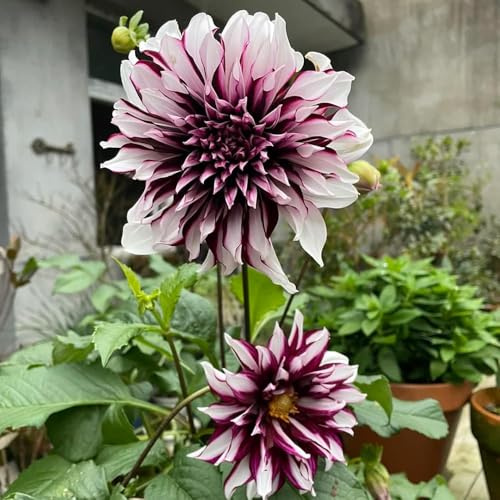 bulbos de dalia son resistentes del jardin de jardin exóticas jardín rocas resistentes, Acónitos invierno bulbos perennes, 20pcs