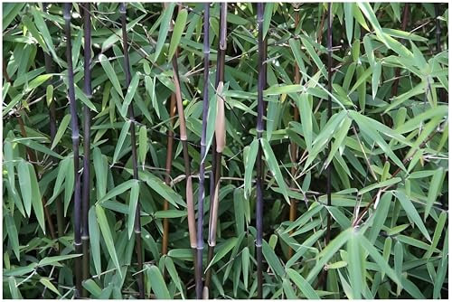 Stauden Gänge 1 x Fargesia nitida 'Black Pearl' im XXL Topf (Bambus/Immergrün/Ziergras/Mehrjährig) Schwarzer Bambus - Kompakt, winterhart und absolut blickdicht - macht keine Wurzelausläufer